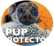 The Pup Protector Package